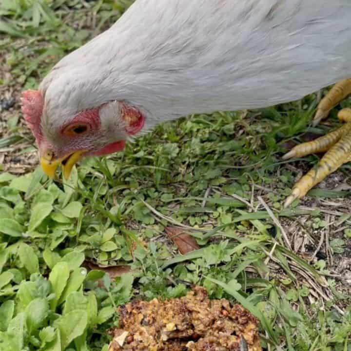 Chicken DIY Flock Block