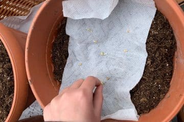 A hand placing seeds on a paper towel inside a terracotta pot filled with soil.