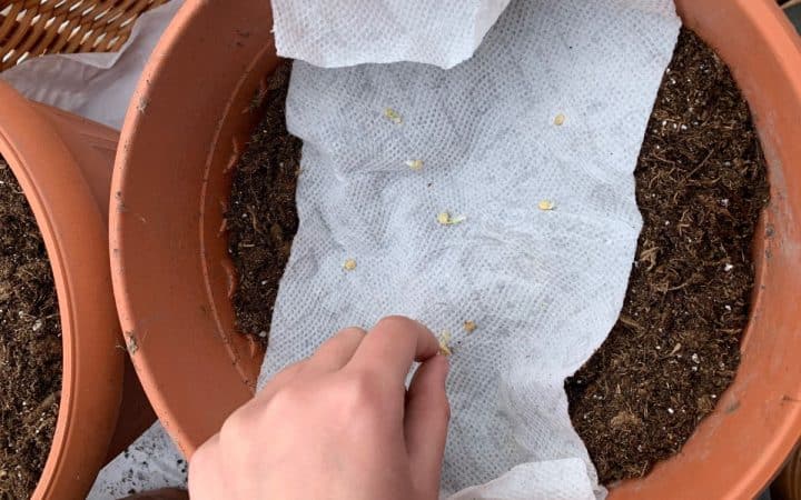 A hand placing seeds on a paper towel inside a terracotta pot filled with soil.