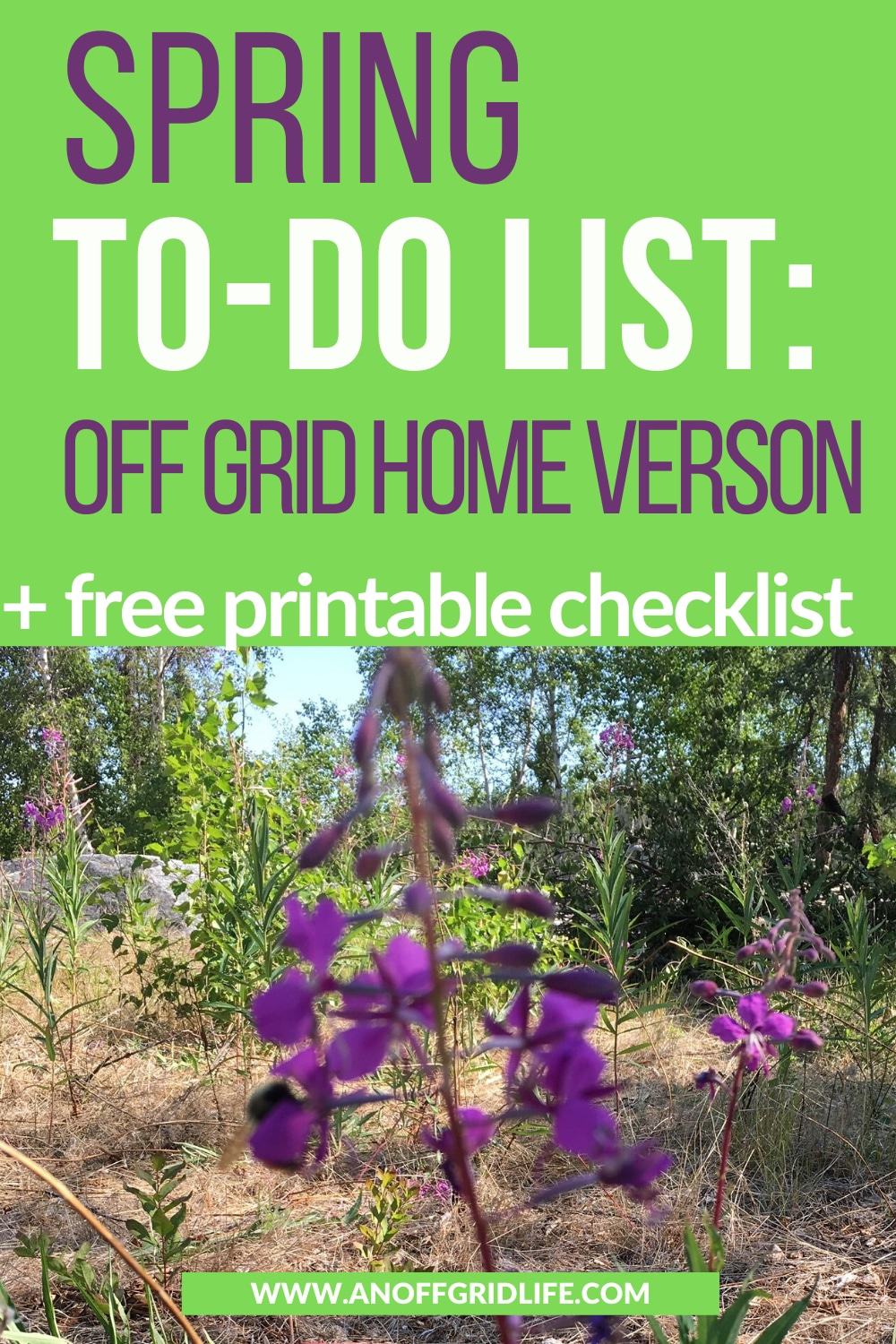 fireweed growing wild in the spring on an off grid homestead