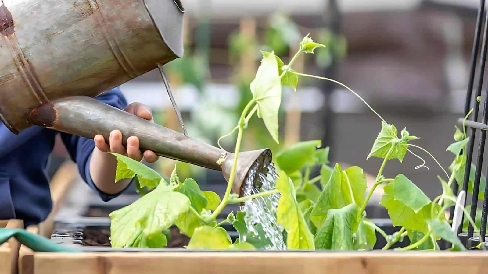 Person watering leafy green plants with a metal watering can in a garden bed.