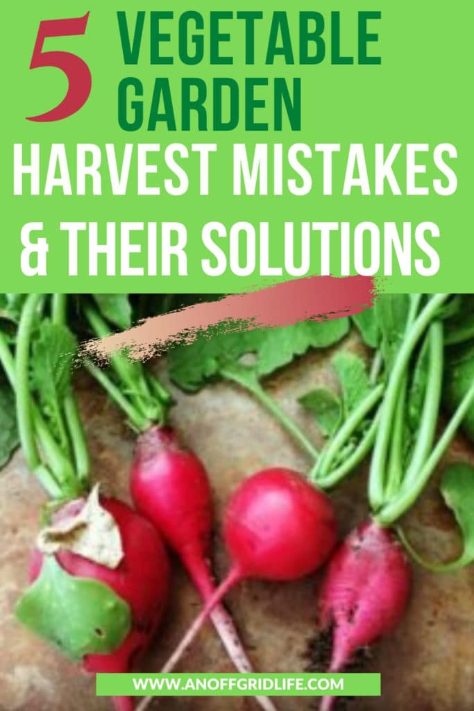 5 Vegetable Garden Harvest Mistakes & Their Solutions text overlay on radishes