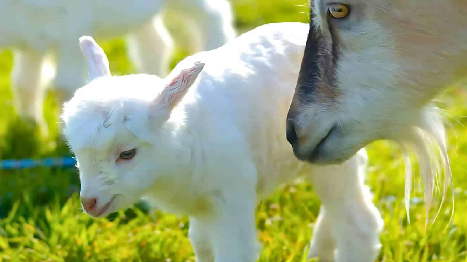 A young goat and an adult goat stand on green grass in sunlight.