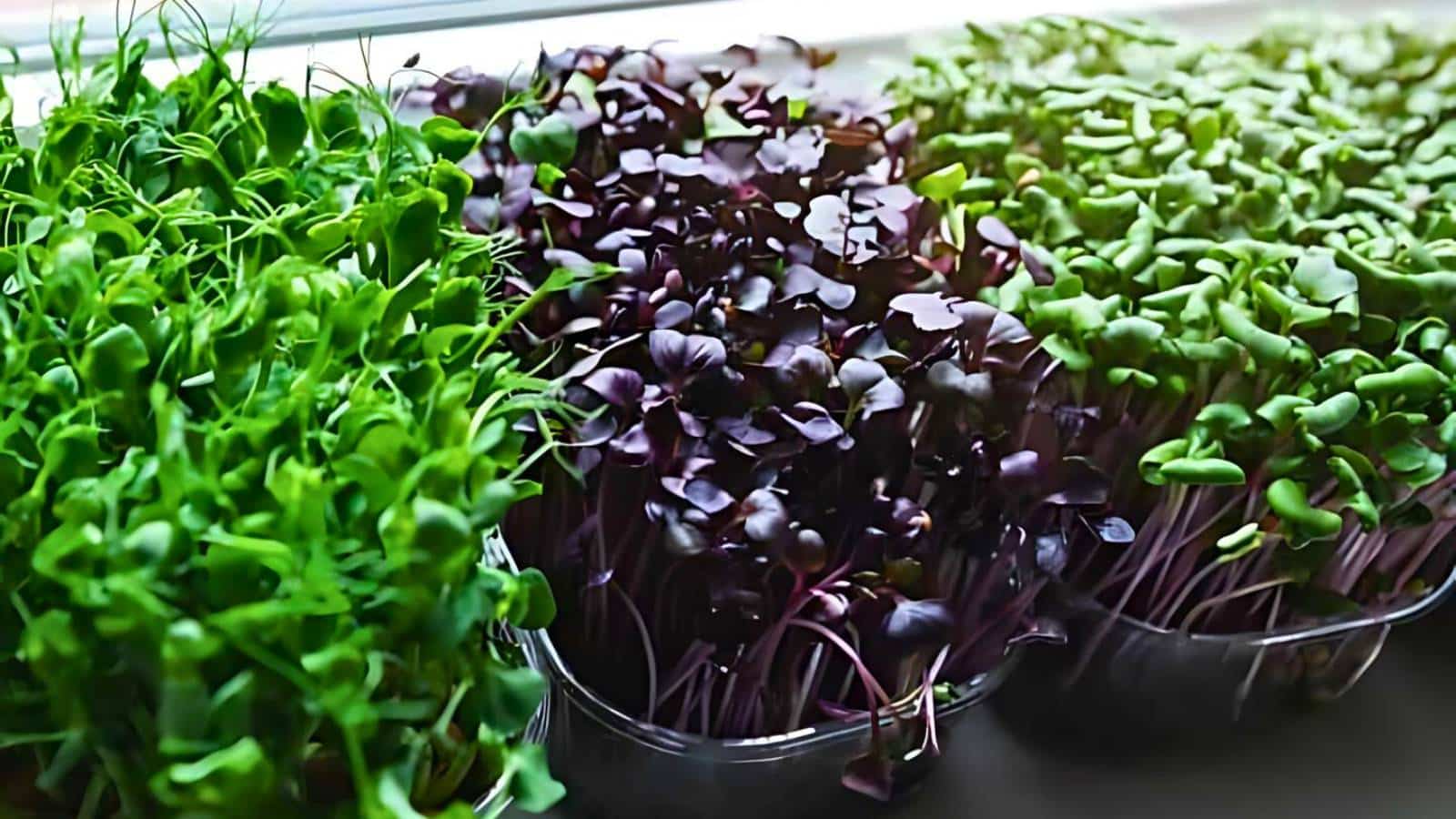 Close-up of various microgreens in containers on a windowsill, showcasing green and purple leaves in natural light—an ideal budget gardening solution for fresh flavors right at home.