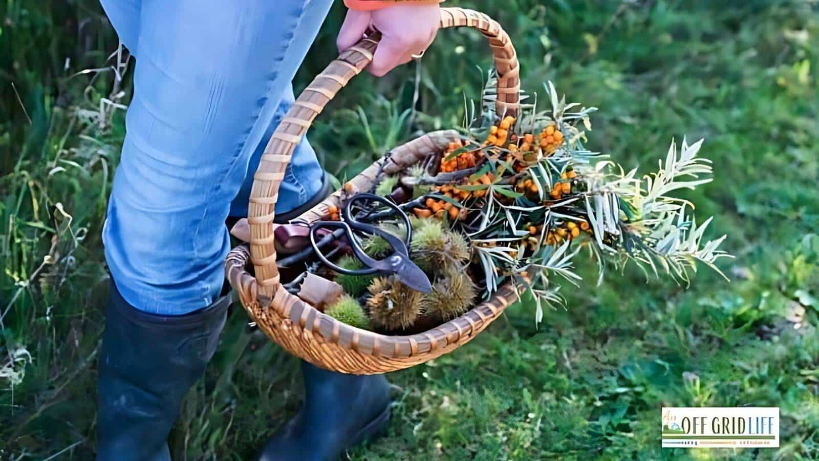 A person holding a wicker basket filled with various plants and gardening tools stands on a grassy area. They are wearing blue jeans and black boots. The "Off Grid Life" logo is visible in the bottom right corner.