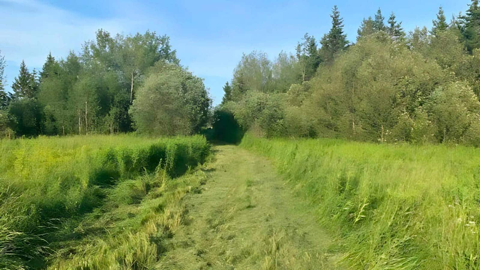 A narrow, grassy path runs through lush greenery with trees lining both sides under a clear blue sky.