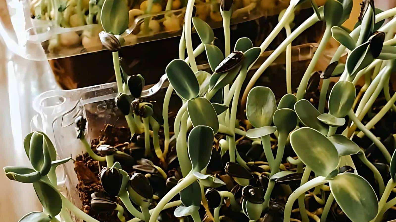 A small garden bed divided into sections, growing various greens, lettuce, and young onion plants, bordered by a wooden frame.