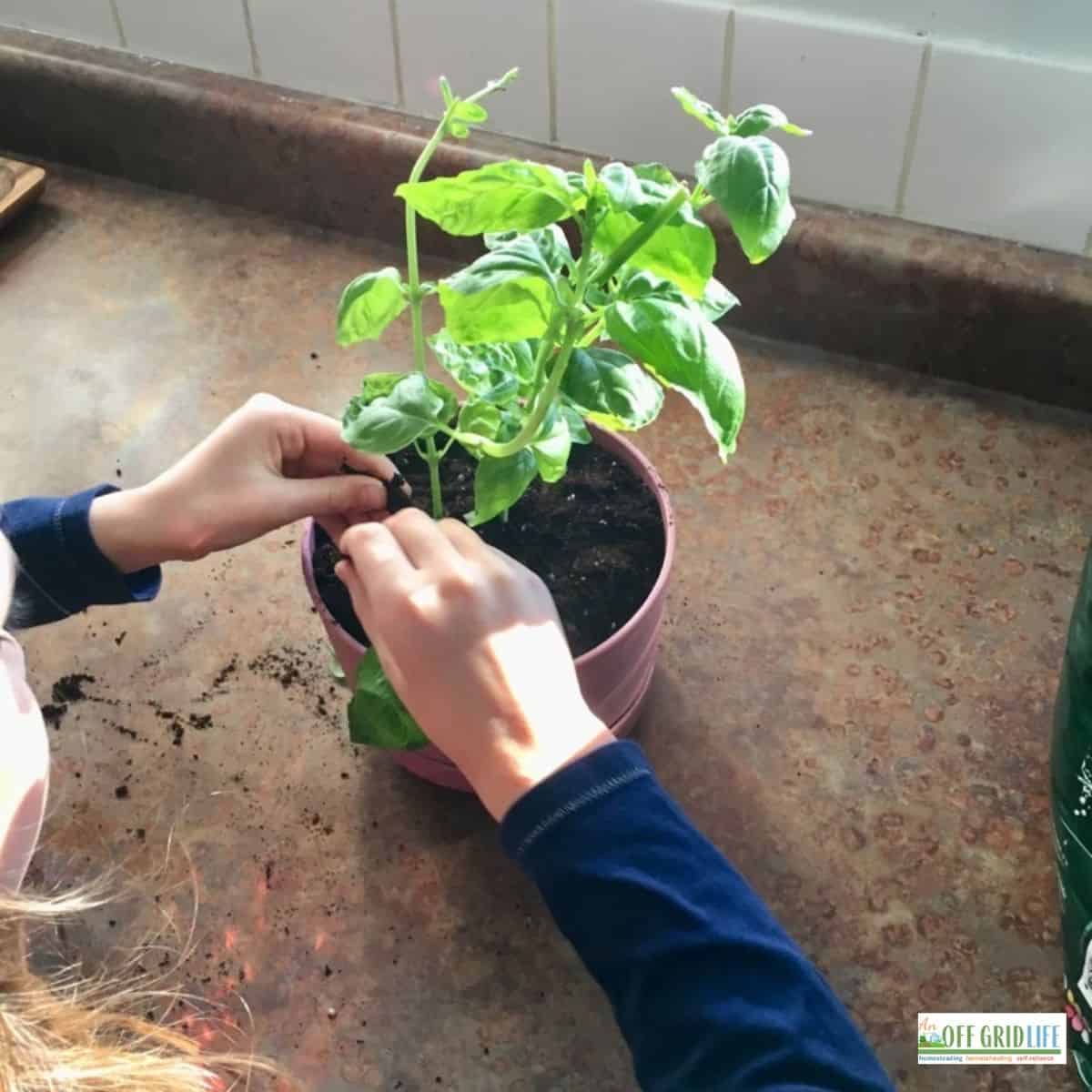 a childs hands picking a leaf from a basil plant in a brown pot