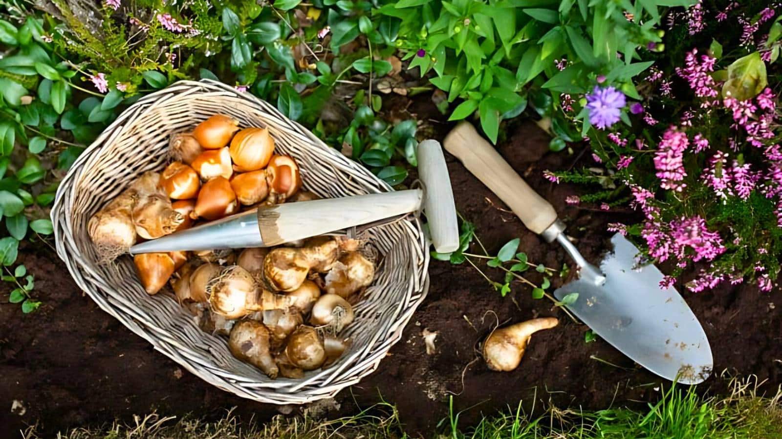 A basket of flower bulbs beside a small spade and gardening fork, surrounded by green plants and purple flowers.