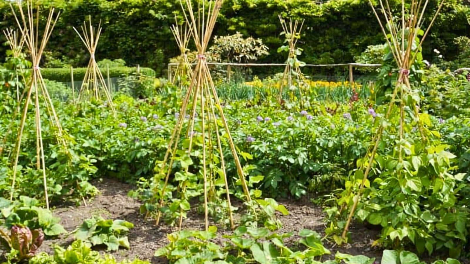 A vegetable garden with multiple bamboo teepee trellises supporting climbing plants among lush green foliage. Bushes in the background.