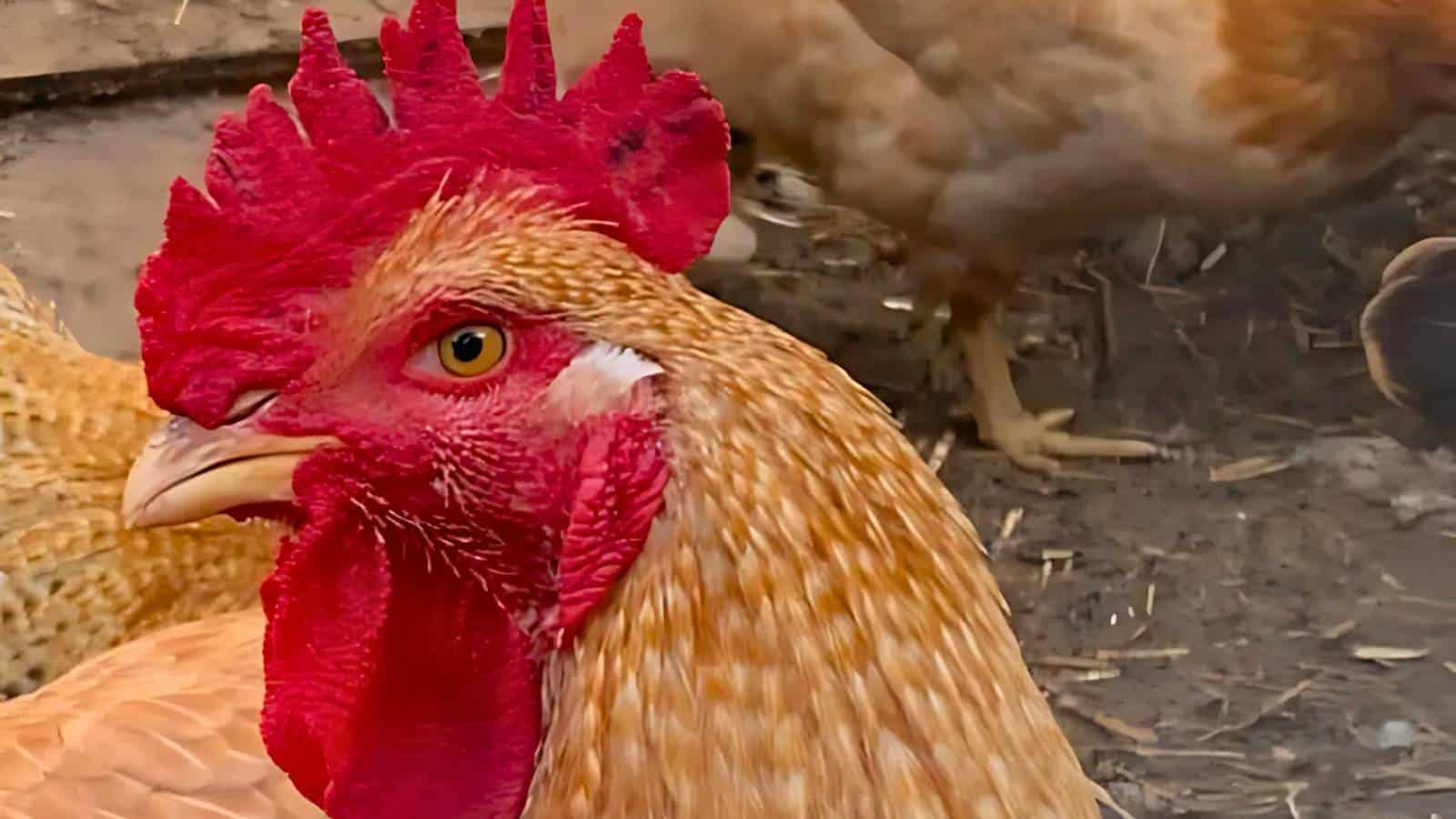 Close-up of a rooster with a vivid red comb and wattles, standing on a dirt ground. Other chickens are partially visible in the background.