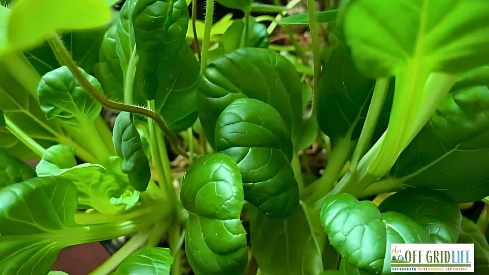 Close-up of vibrant green spinach leaves growing in a garden.
