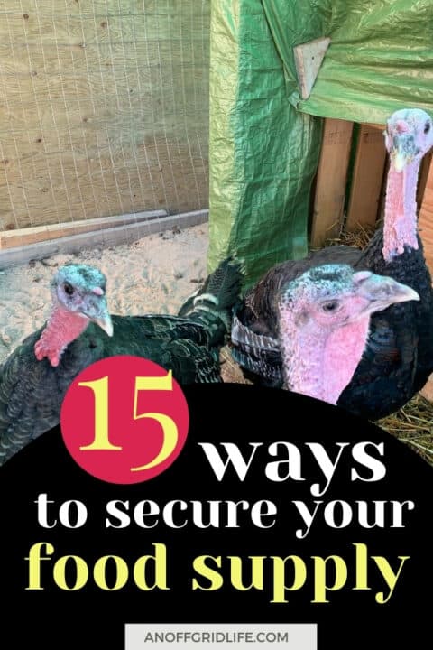 Turkeys in an outdoor pen being raised for our family's food supply