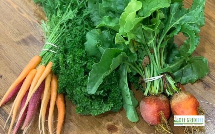 Fresh Garden carrots, lettuce, parsley and beets on a wooden table
