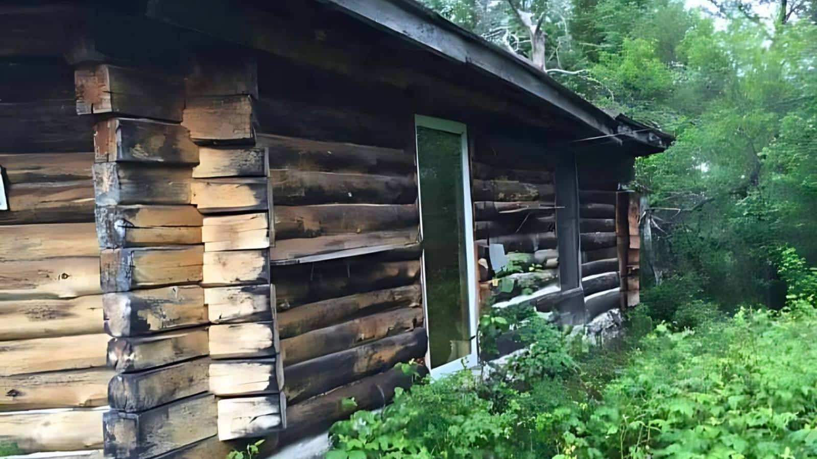 A weathered, log cabin sits surrounded by overgrown vegetation; a white-framed door on its side. Trees and shrubs dominate the background.