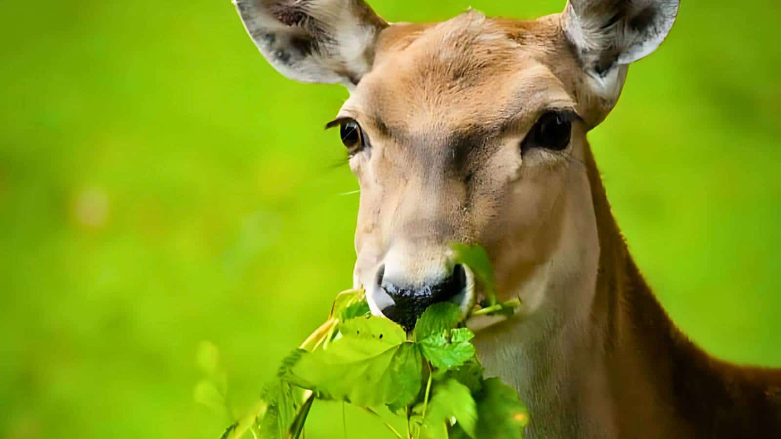 A deer is eating green leaves against a blurred green background.