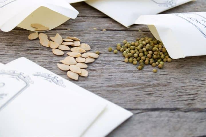 Seed packets on a wooden surface with pumpkin seeds and coriander seeds spilling out.