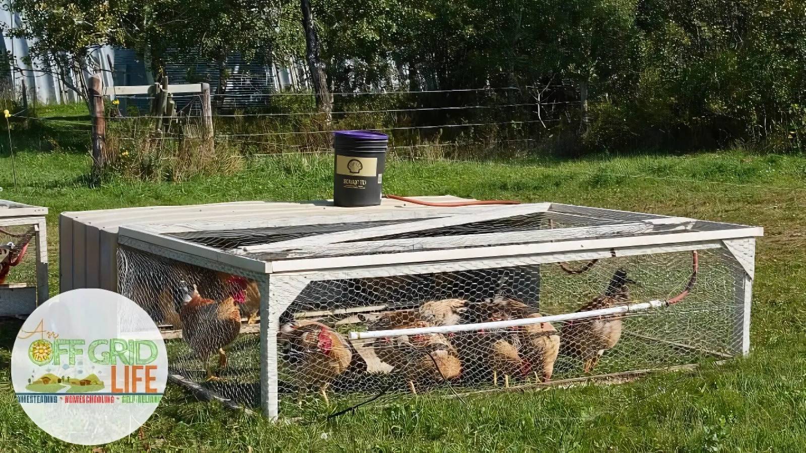 Chickens in a wooden and wire mesh pen on grass with a bucket on top. Trees and fencing are visible in the background.