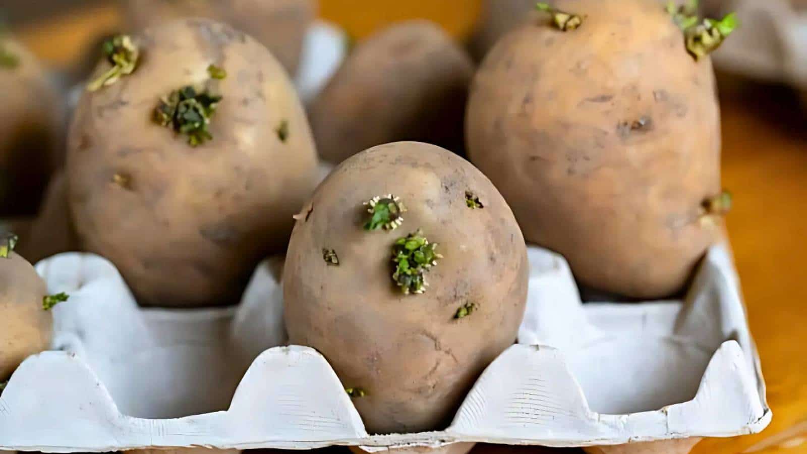 Potatoes with sprouts placed in a cardboard tray.