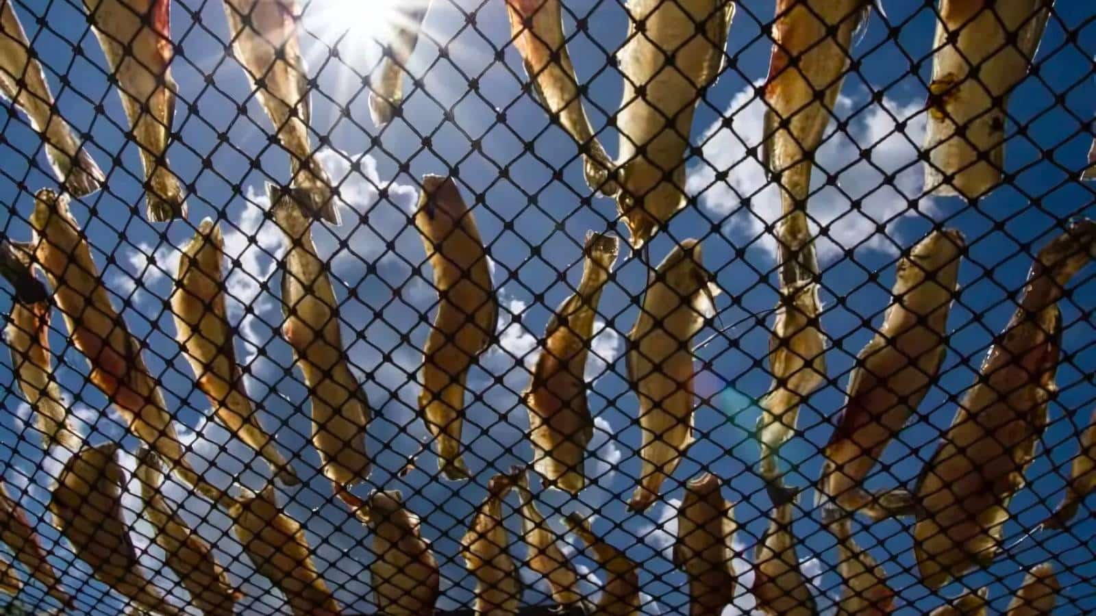 Fish fillets are hanging on a net against a bright blue sky with clouds and sunlight filtering through.