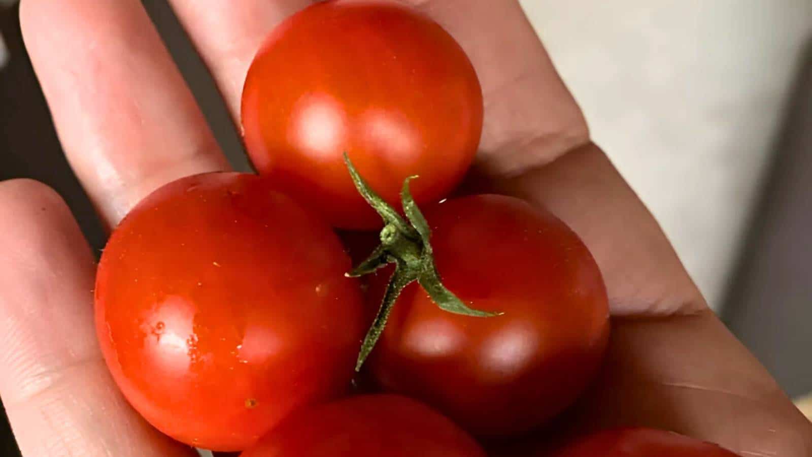 A hand from the November garden holds four ripe red cherry tomatoes, capturing the essence of seasonal harvests.