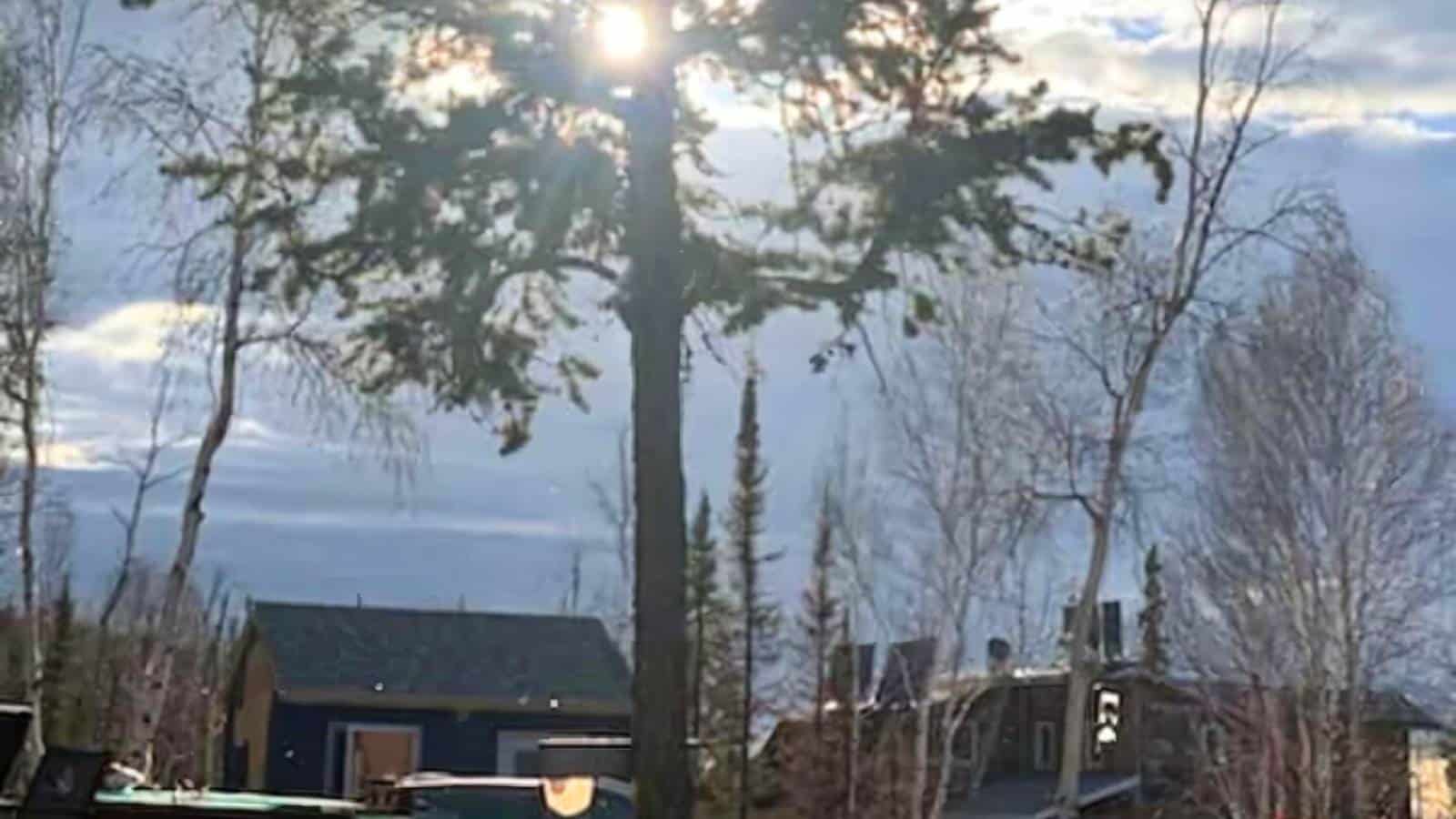 A pine tree stands tall with the sun shining through its branches, surrounded by smaller trees and houses under a cloudy sky—a perfect scene for those seeking inspiration from off-grid living articles.
