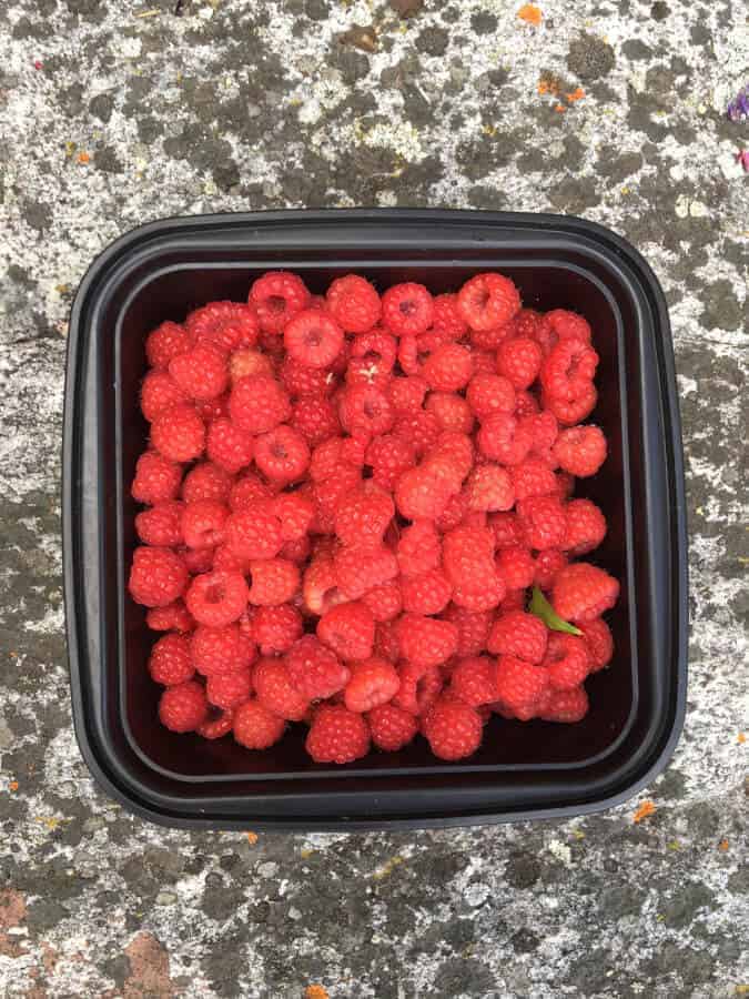 raspberries from our ever-bearing raspberry bushes NWT