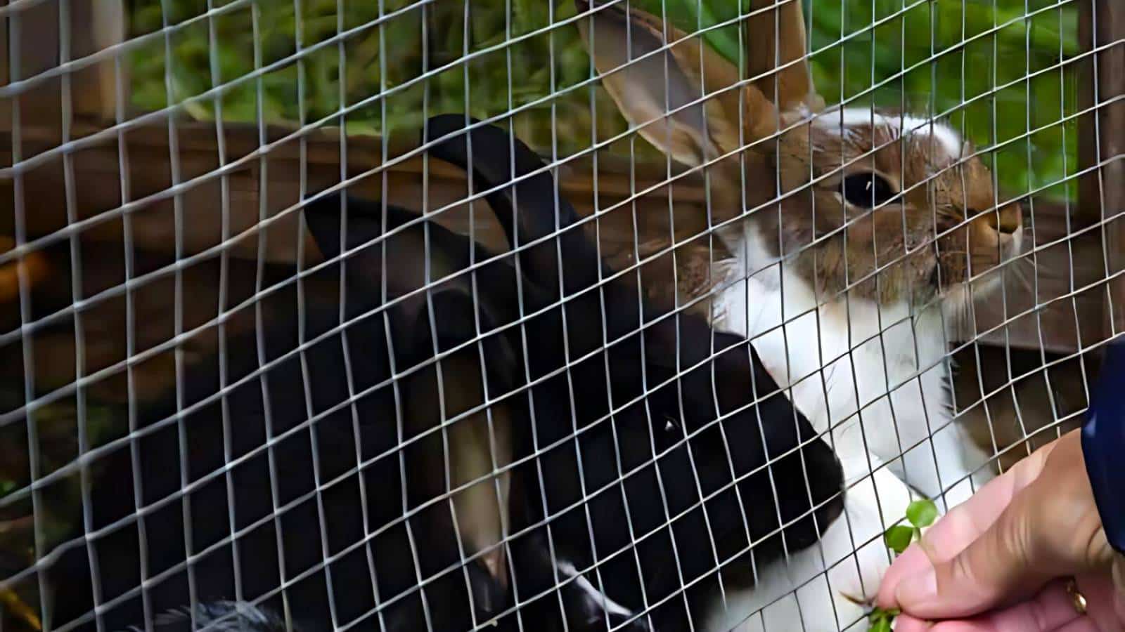 Two rabbits, one white and one black, are behind a wire cage. A hand is feeding them green leaves through the mesh.