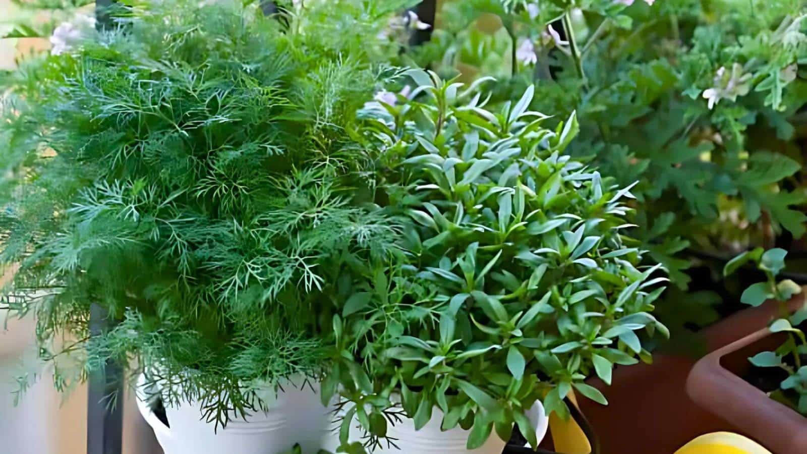 Potted herbs in a garden, featuring lush green leaves and plants.
