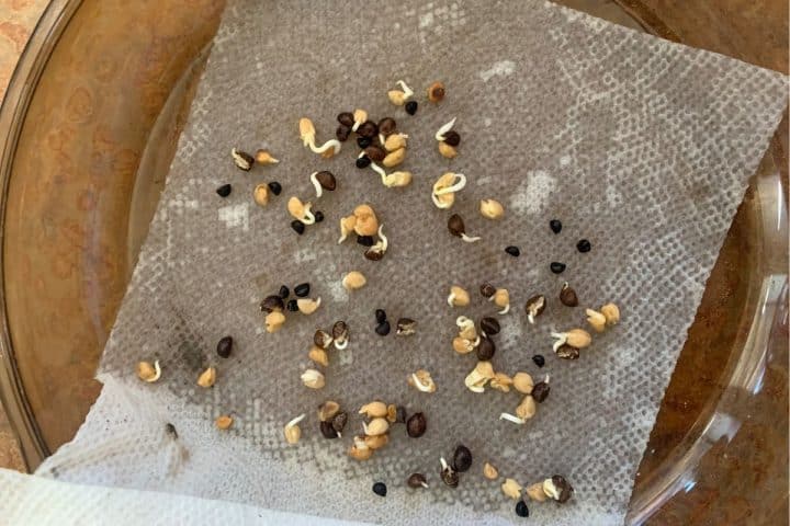 Seeds sprouting on a damp paper towel in a shallow dish.