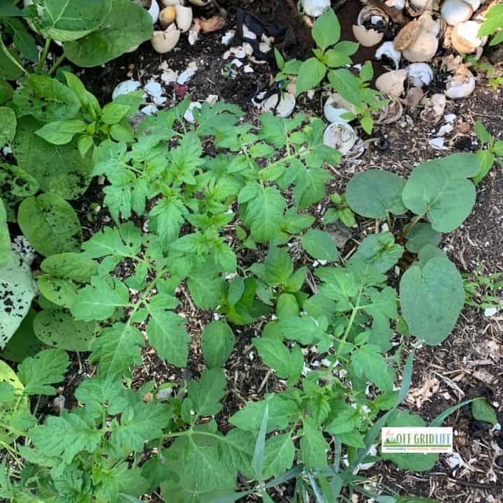 NEW Hot Composting Pile