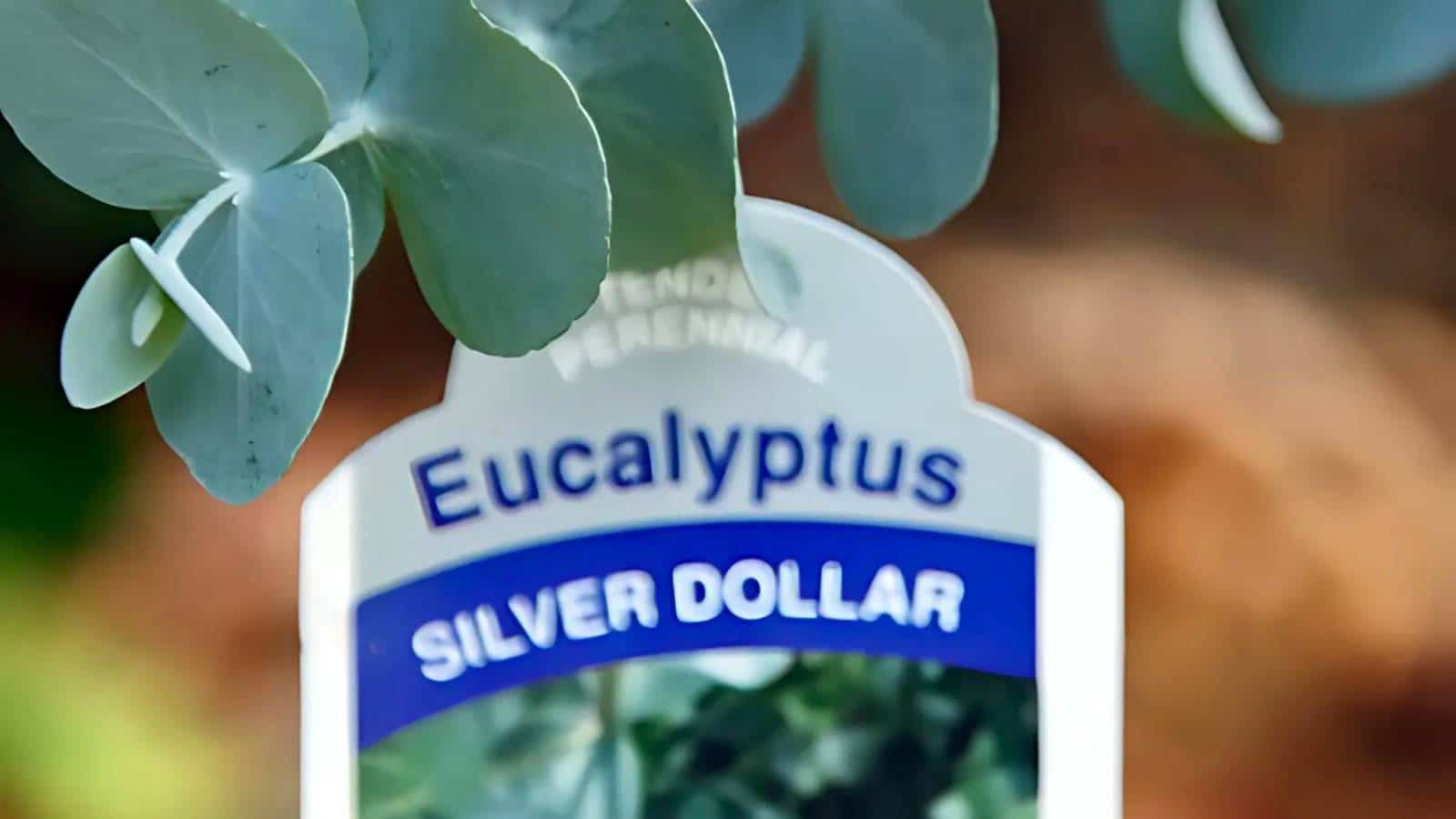 Close-up of a "Eucalyptus Silver Dollar" plant label with leaves visible above.