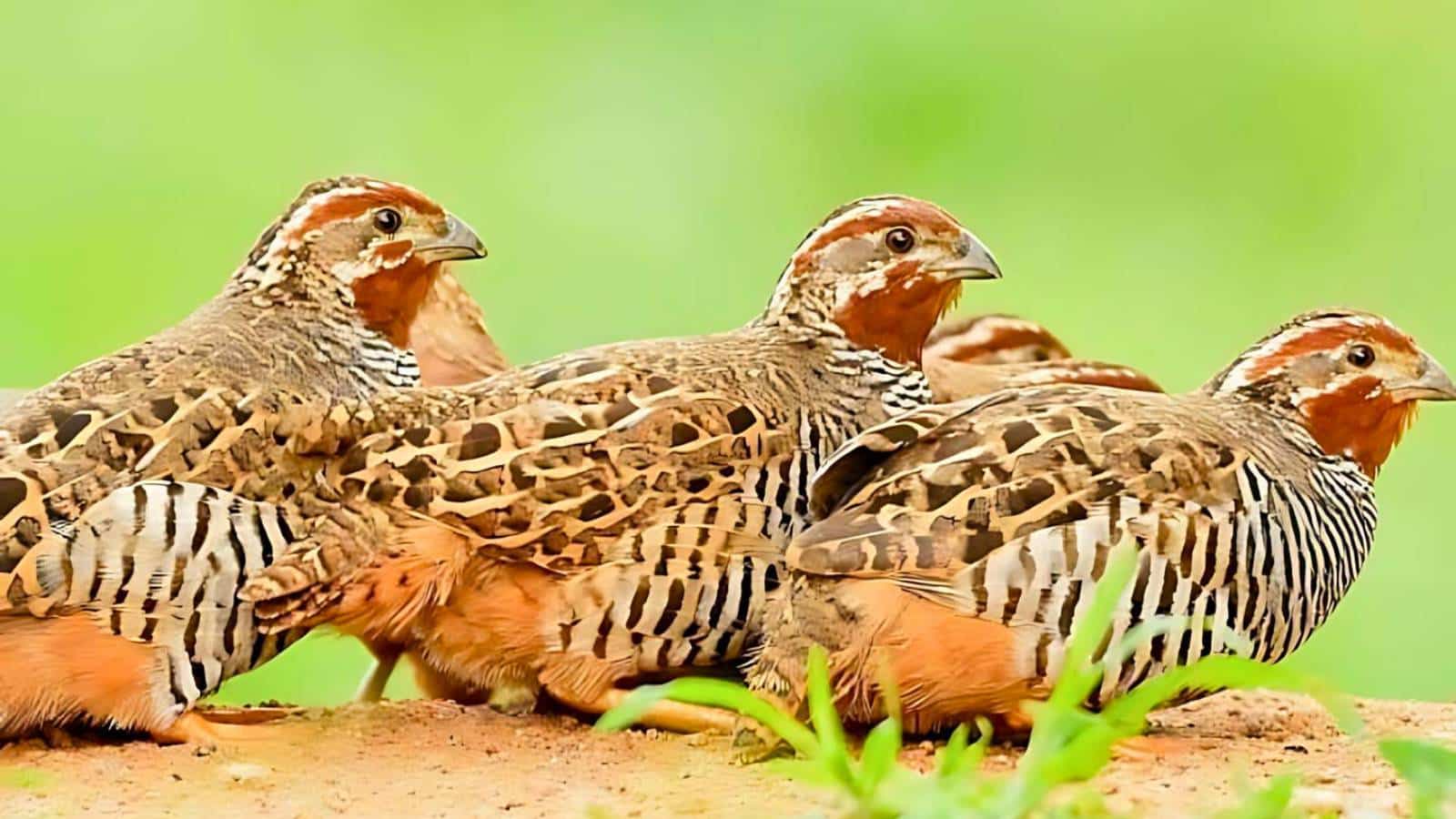 A group of brown and white partridges standing together on a sandy surface with green foliage in the foreground.