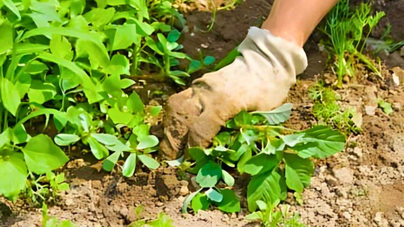 A gloved hand reaches into the soil among green plants in a garden, possibly weeding or tending to the plants.