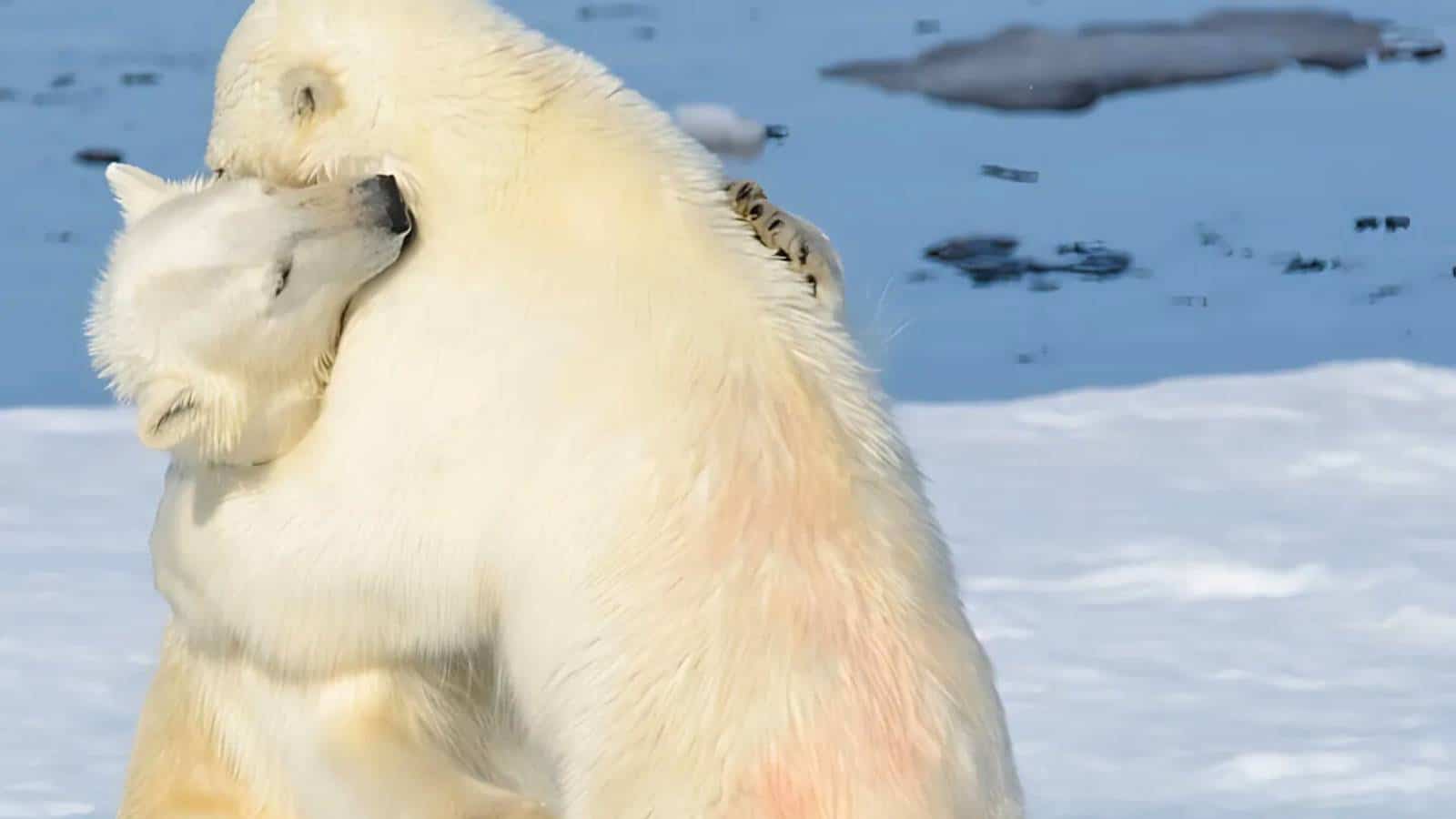Two polar bears are embracing on snow-covered ground, with patches of icy water in the background.