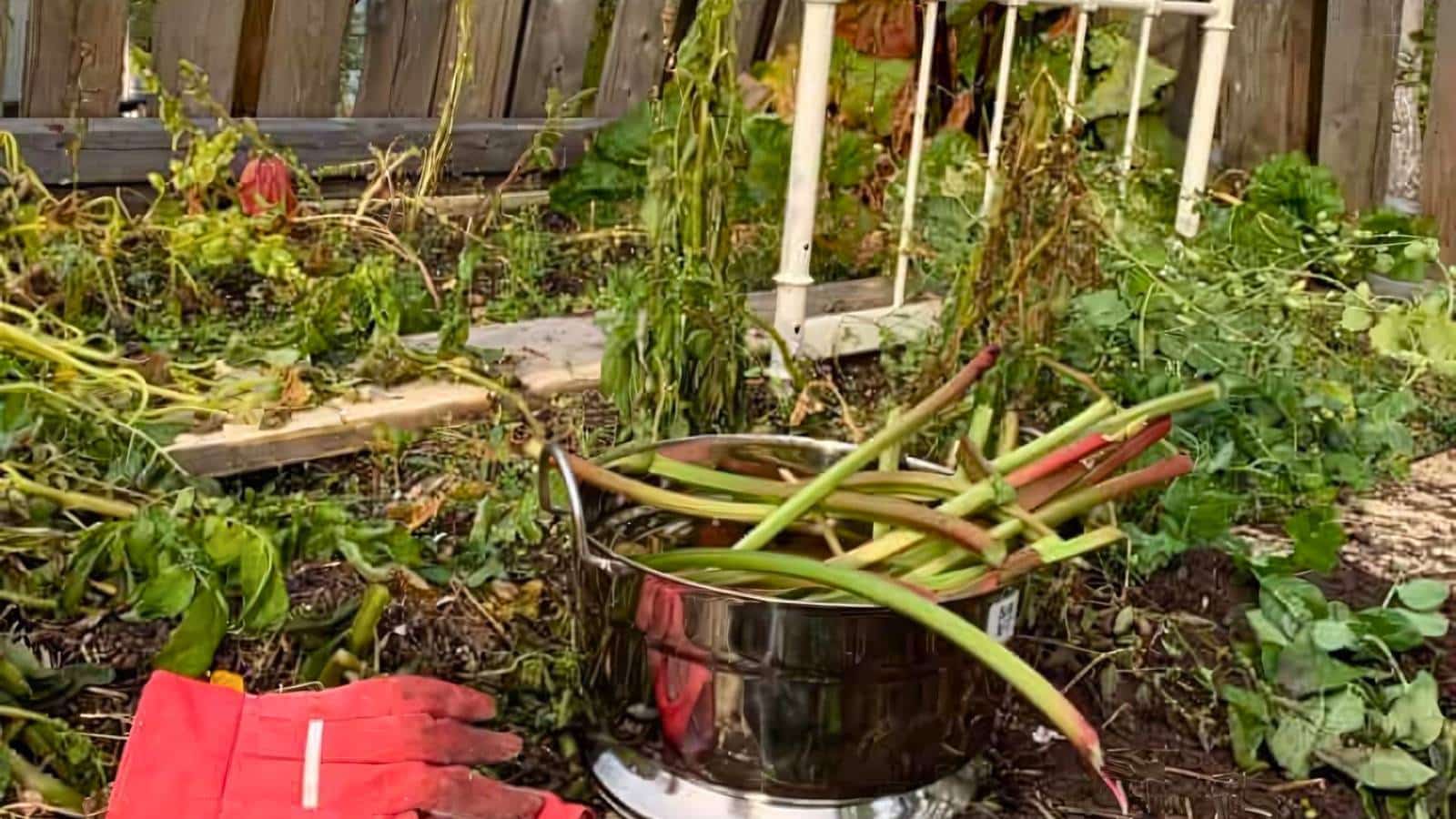 A pot filled with freshly cut rhubarb stalks sits on the ground in a garden, surrounded by overgrown plants and red gardening gloves.