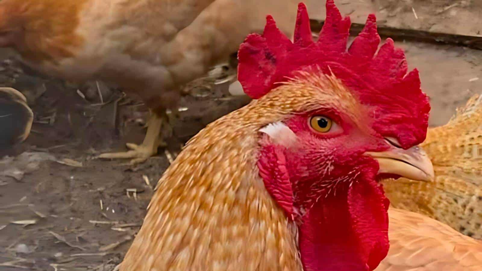 Close-up of a rooster with a bright red comb and wattles, standing on a dirt ground with other chickens in the background.