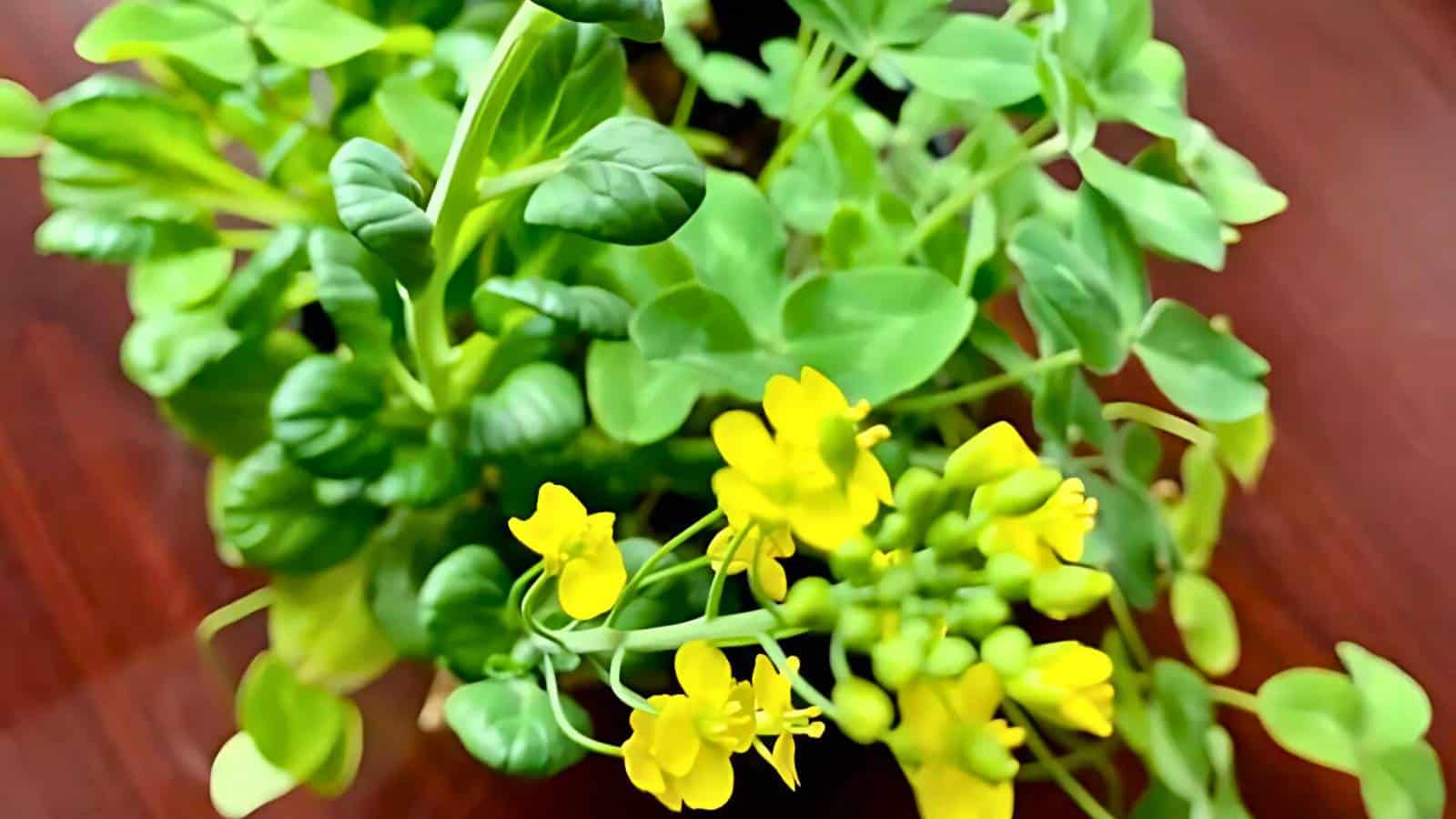 Green leafy plant with small yellow flowers on a wooden surface.