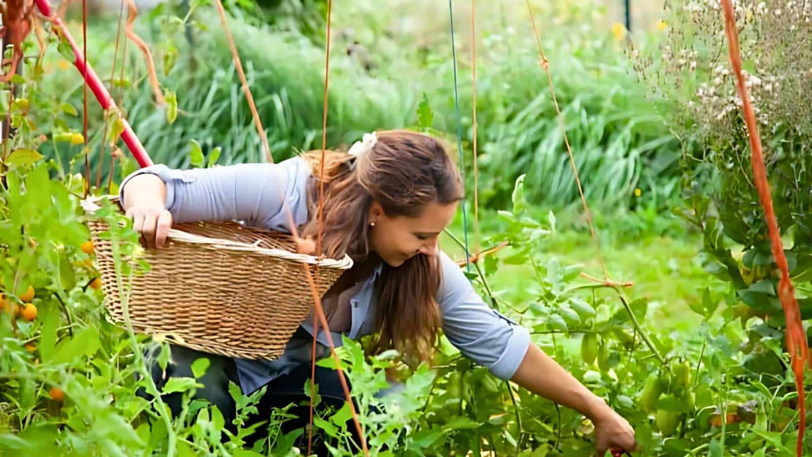 Close-up of a rooster with a bright red comb and wattle in the foreground. Two hens with light brown feathers are pecking at the ground in the background.