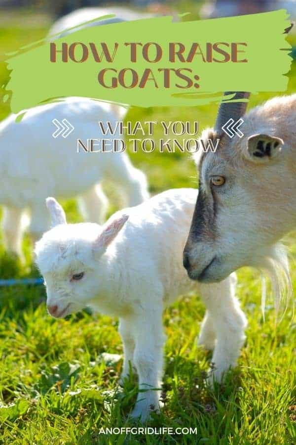 How to Raise Goats for Meat and Milk on Your Homestead