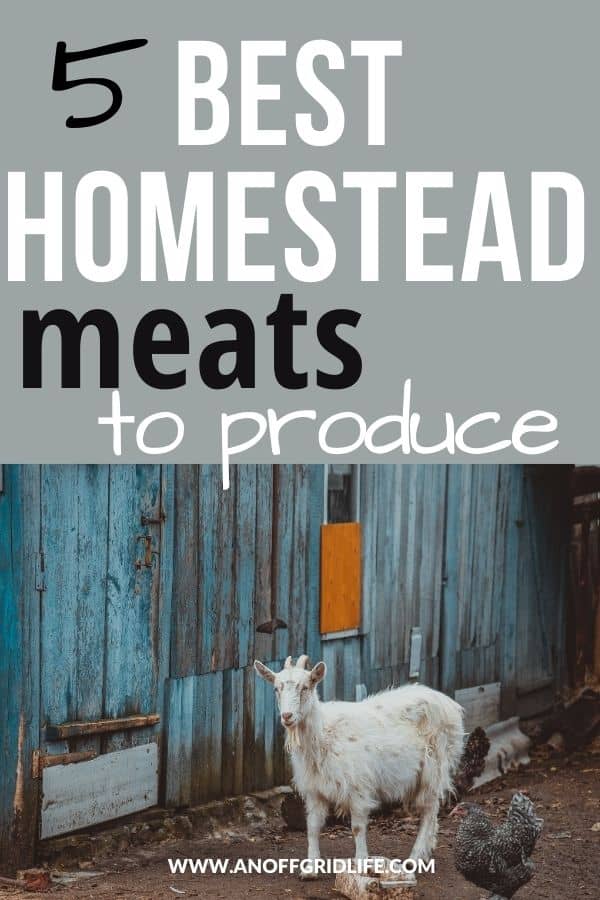 5 Best Homestead Meats to Produce text overlay on image of goat and chickens in a run with a painted blue wooden wall.