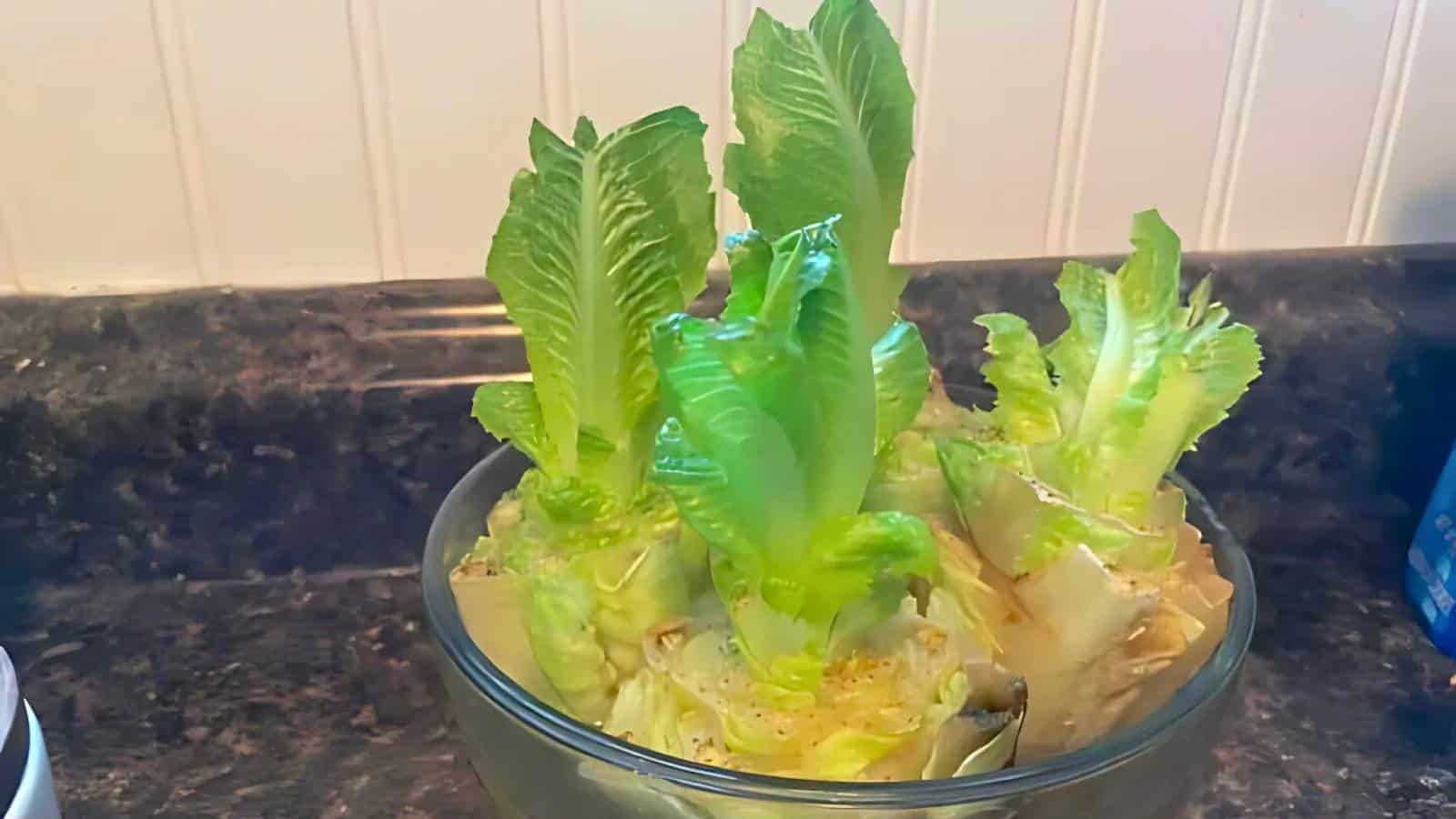Three romaine lettuce heads regrowing in a glass bowl filled with water on a kitchen counter.