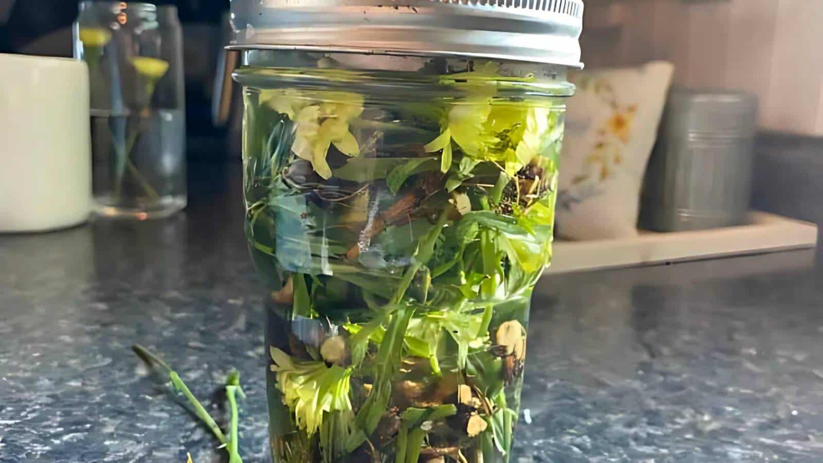 A glass jar filled with dandelion flowers and leaves, placed on a kitchen countertop.