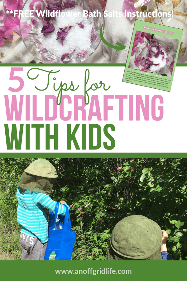 5 Tips for Wildcrafting With Kids #wildcrafting #foraging #homeschooling #herbs