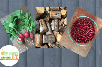 homegrown vegetables, handcut firewood, foraged cranberries on a wooden background