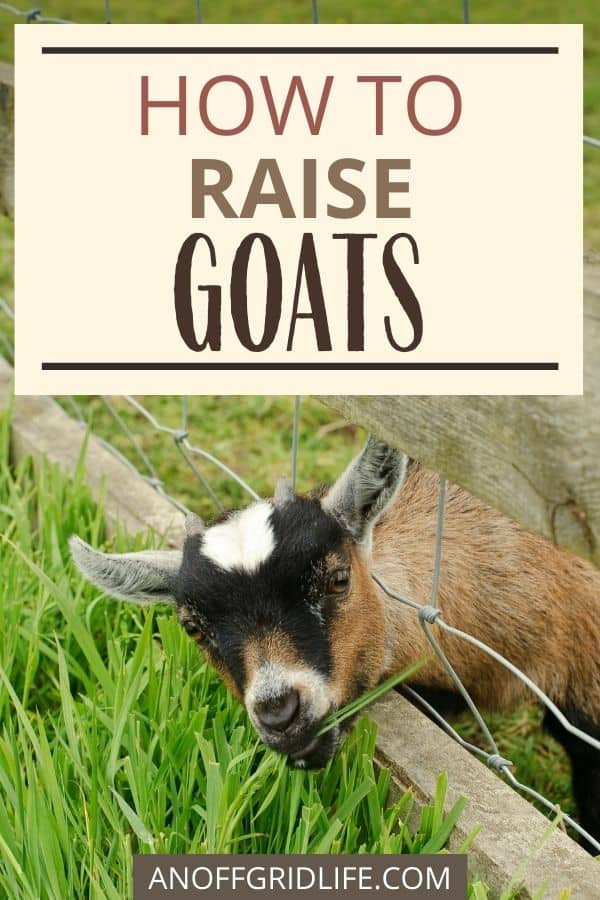 How to Raise Goats for Meat and Milk