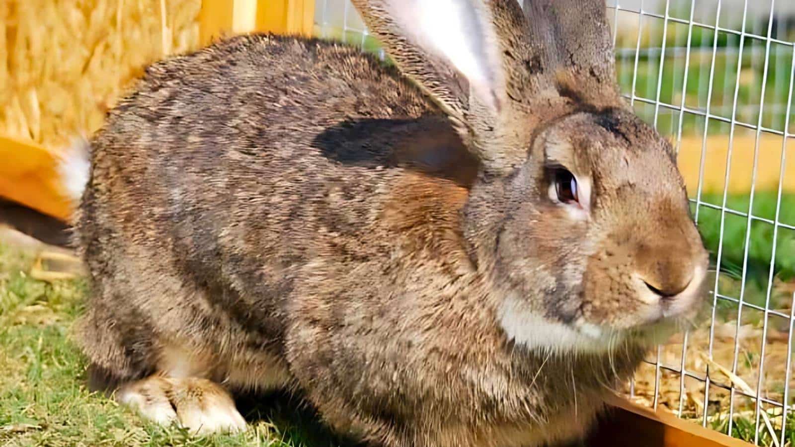 A large brown rabbit sits inside an outdoor enclosure with green grass and a wire mesh fence in the background.