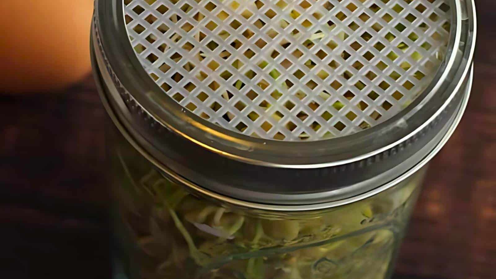 A close-up of a glass jar with a grated plastic lid, containing sprouting seeds or greens inside.