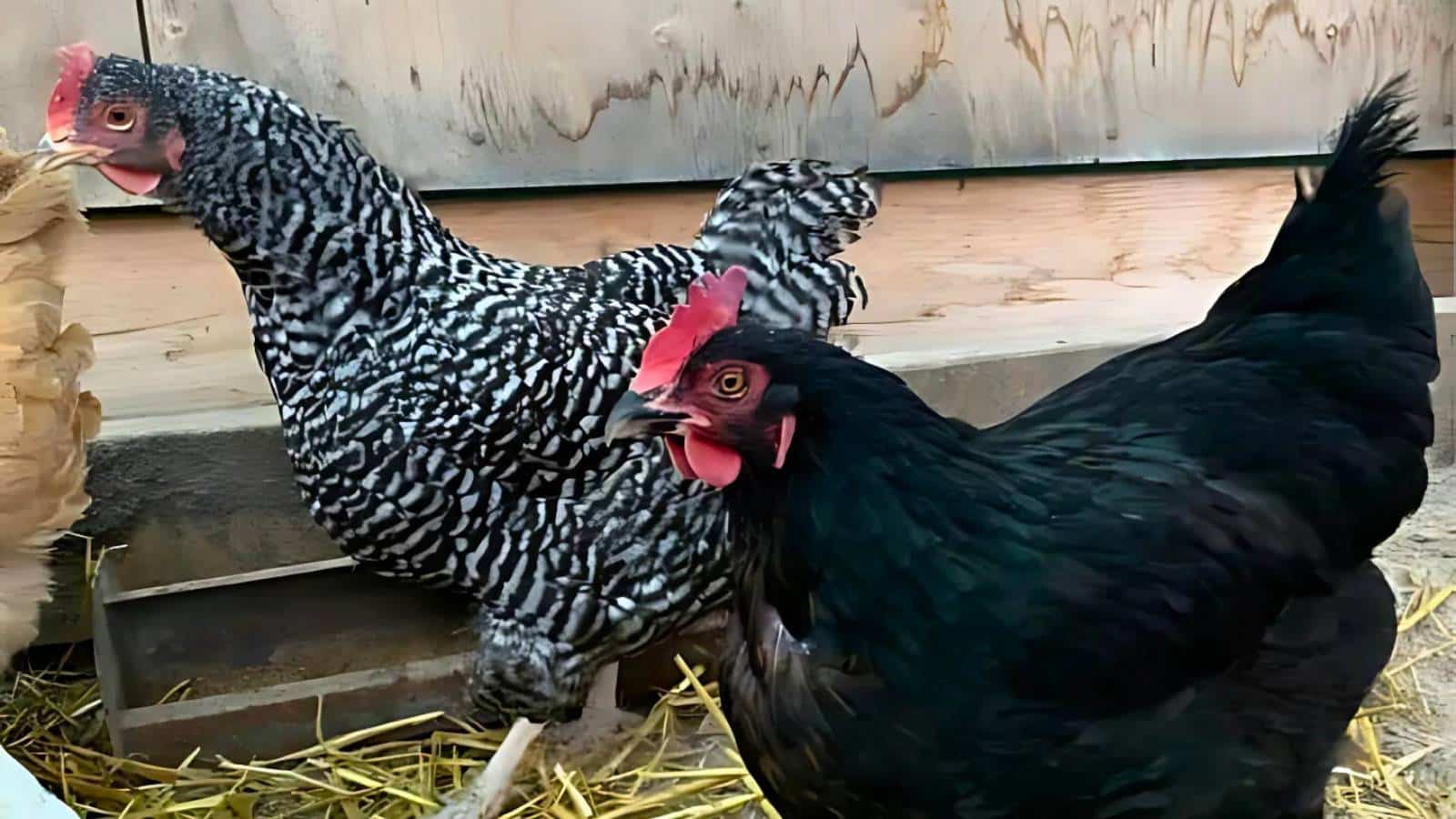 Two chickens are standing on straw in front of a wooden wall. One has black and white striped feathers, and the other has solid black feathers.