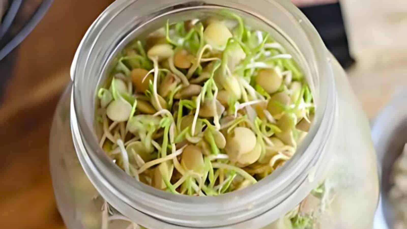 A glass jar filled with sprouted lentils sitting on a wooden surface.